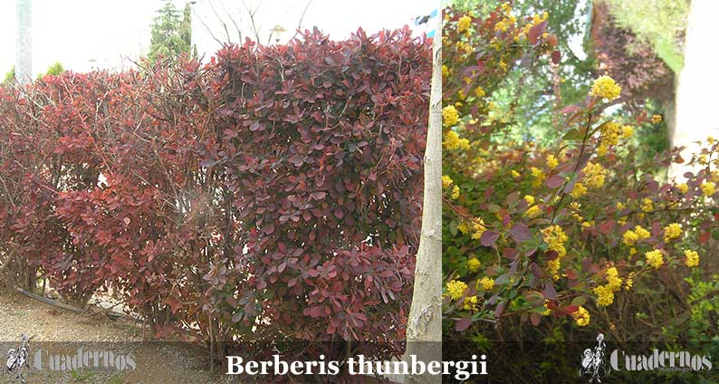 Berberis thunbergii