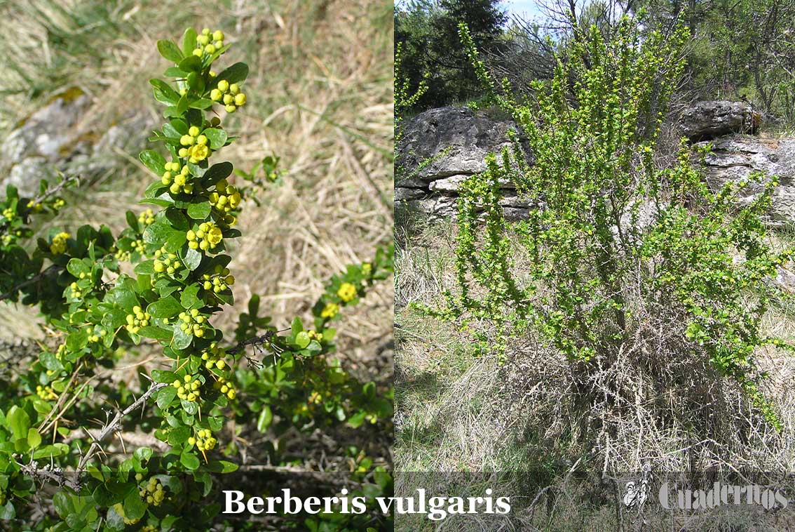 Berberis vulgaris