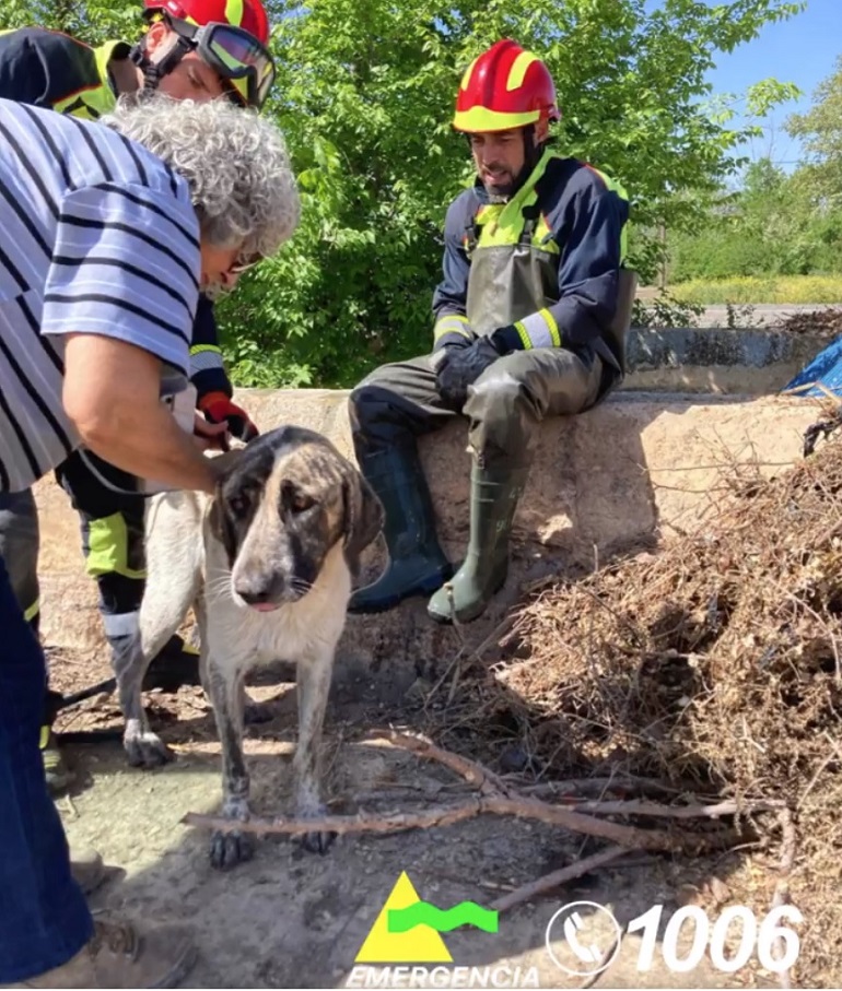 Los bomberos de Tomelloso rescatan de un canal de riego a una hembra de raza mastín