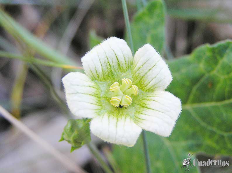 Bryonia Dioica