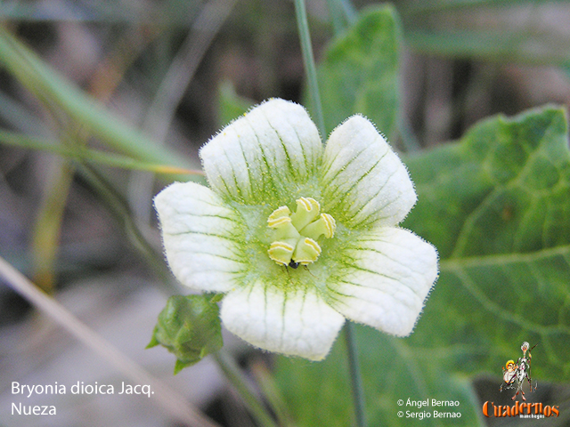 Bryonia dioica