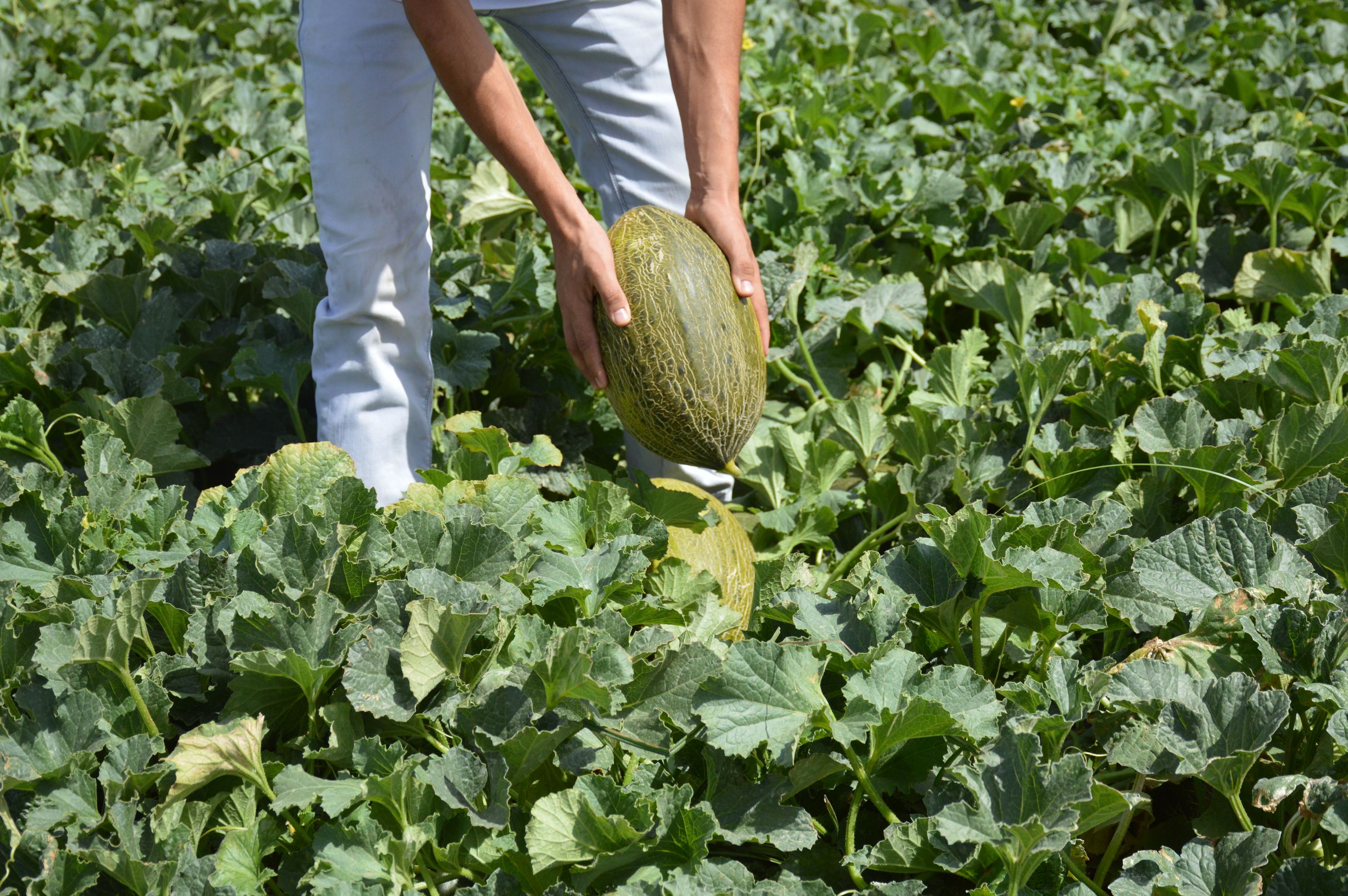 Melón