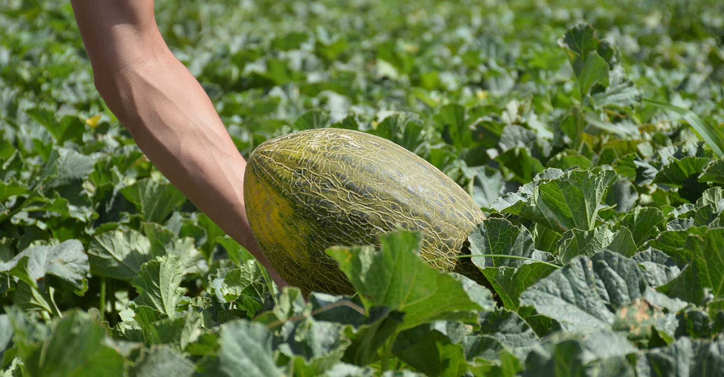 buenmelon.com lleva melones y sandías de La Mancha a tu casa