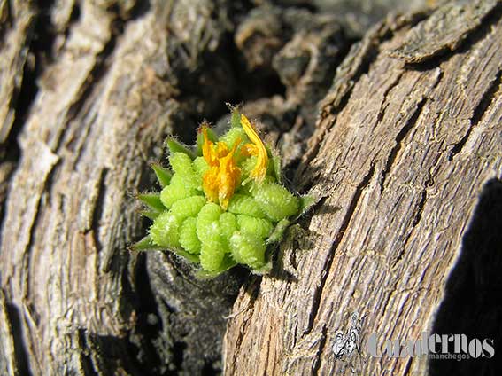 Caléndula Arvensis Tomelloso