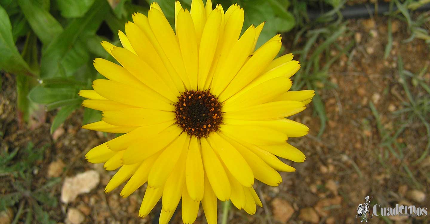 Plantas silvestres de la Comarca de Tomelloso : Calendula arvensis L.