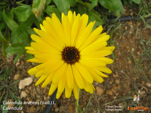 Calendula arvensis