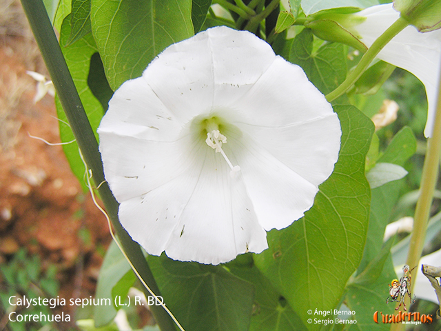 Calystegia sepium