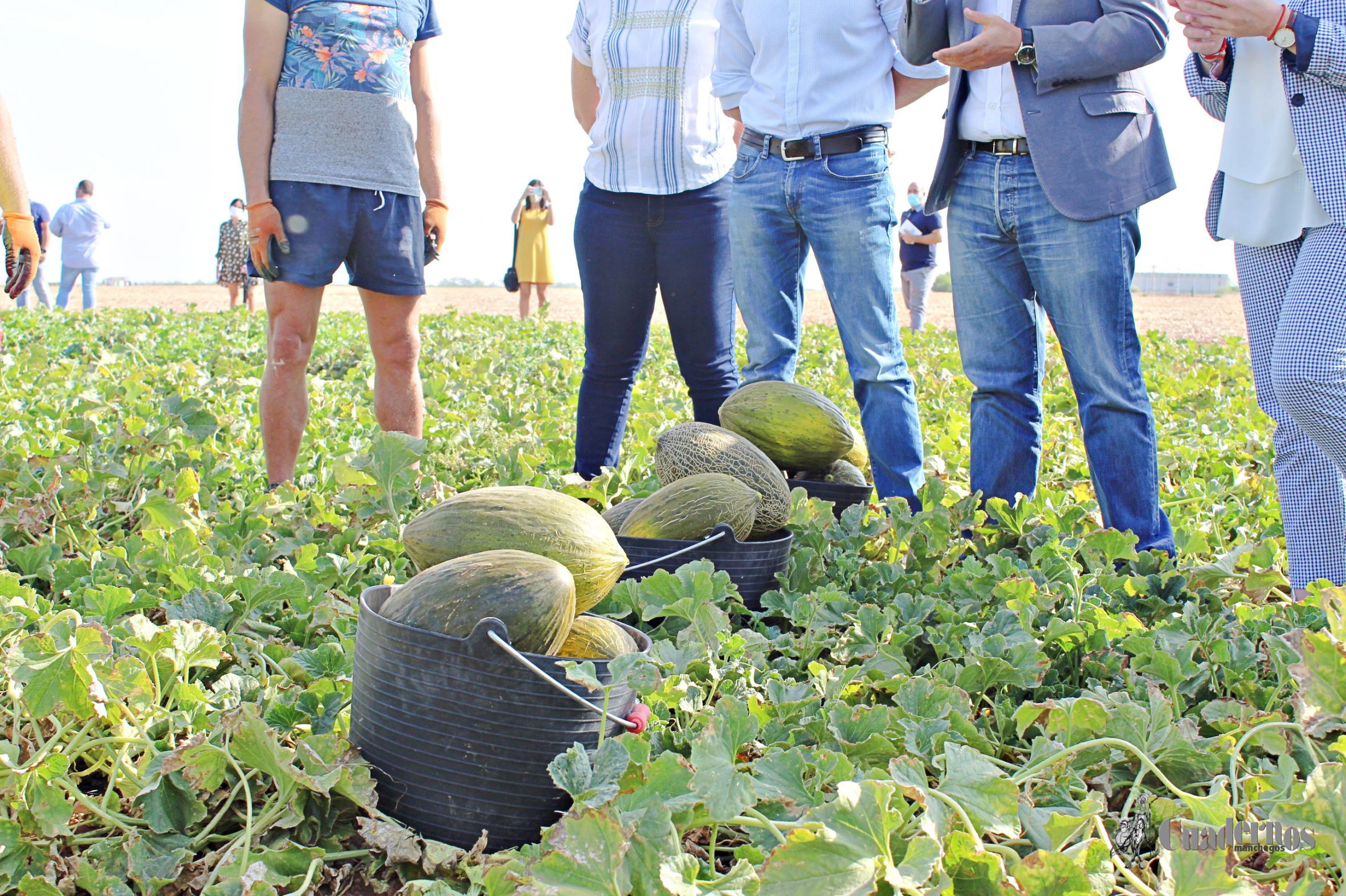 Melón Tomelloso