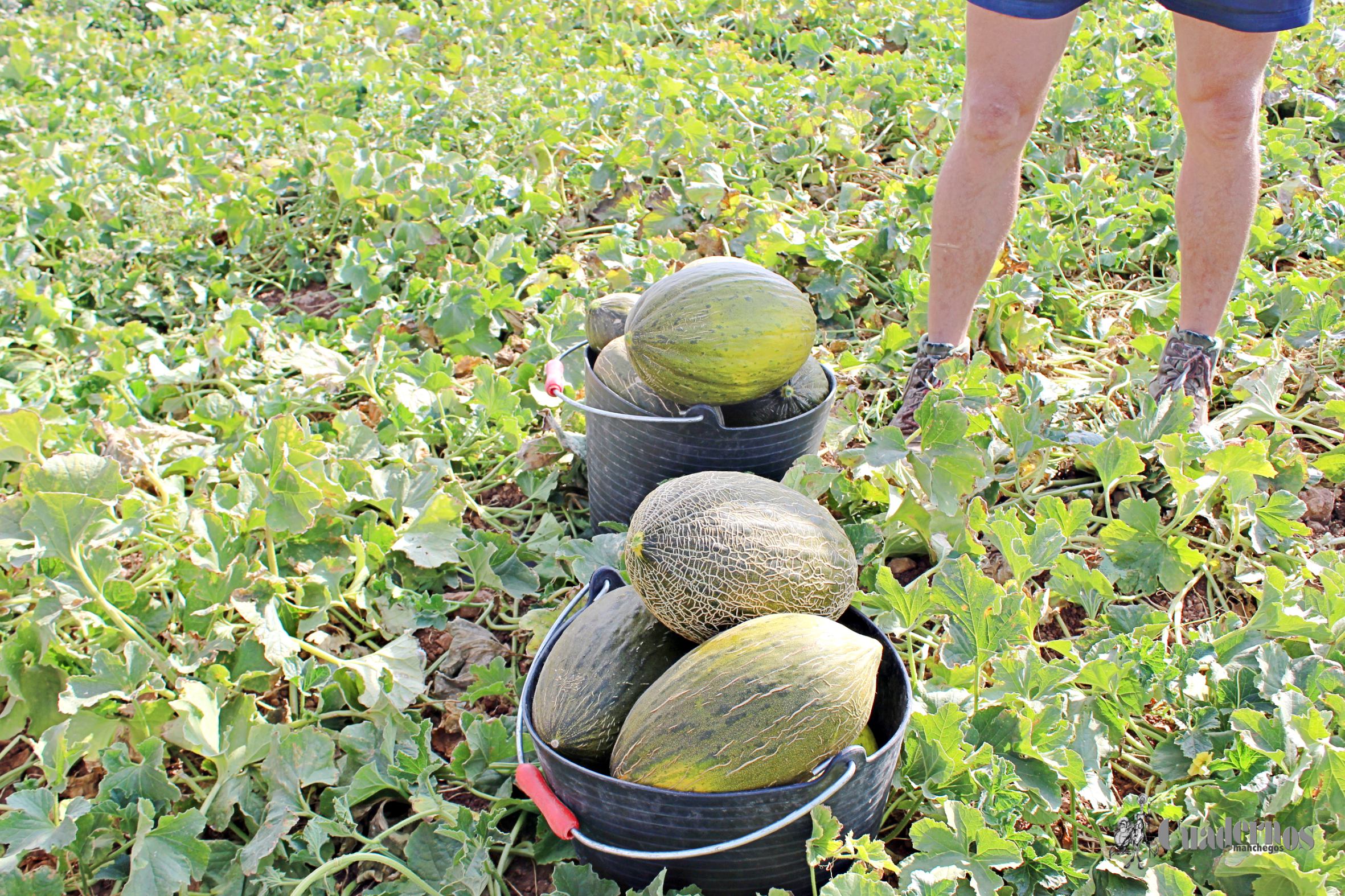 Melón Tomelloso