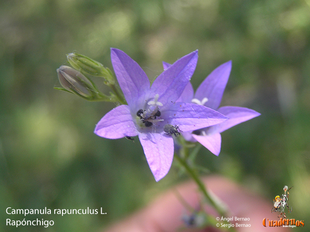 Campanula rapunculus