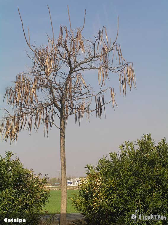 Catalpa