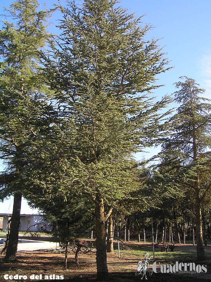 Cedro del atlas