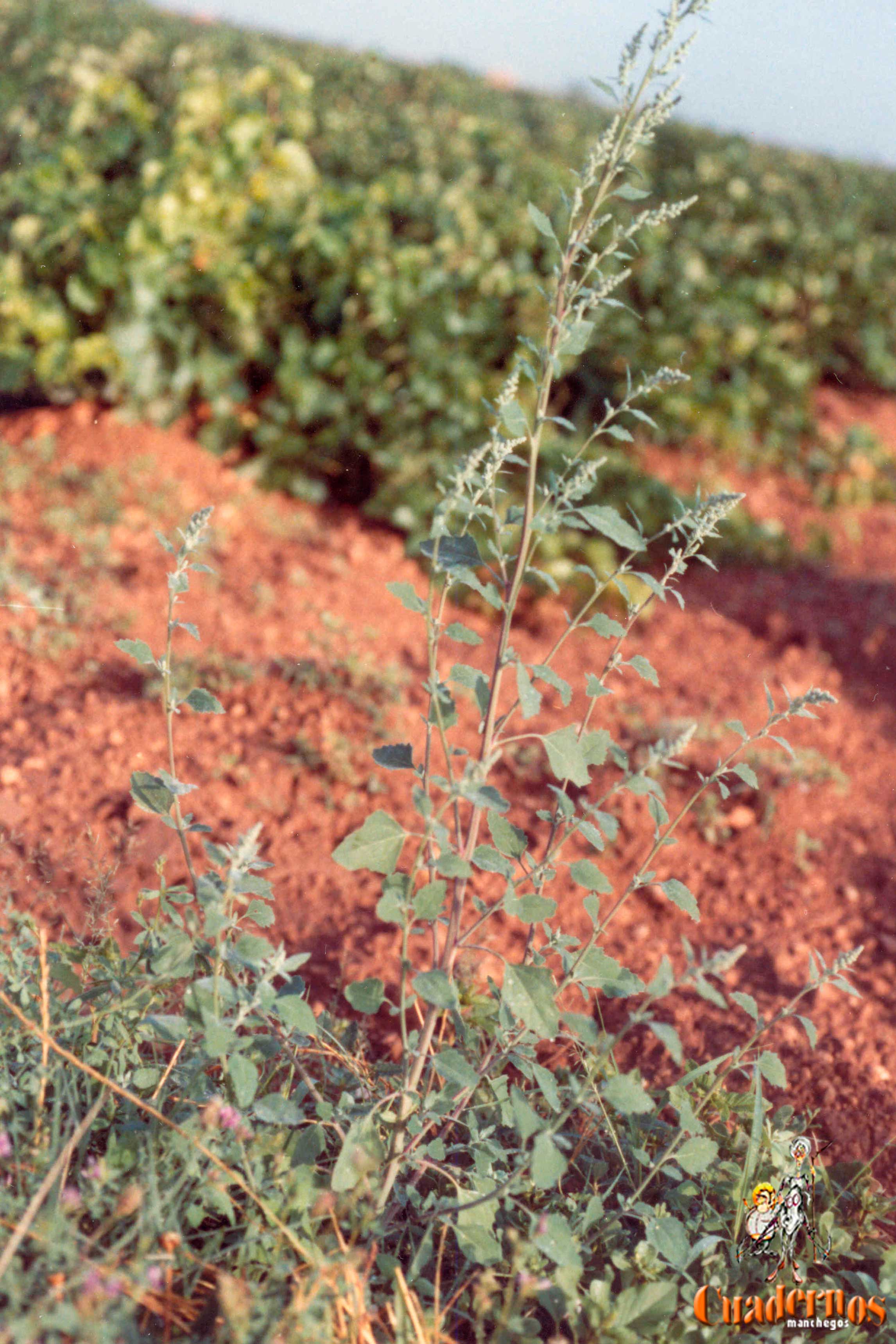 Chenopodium Album