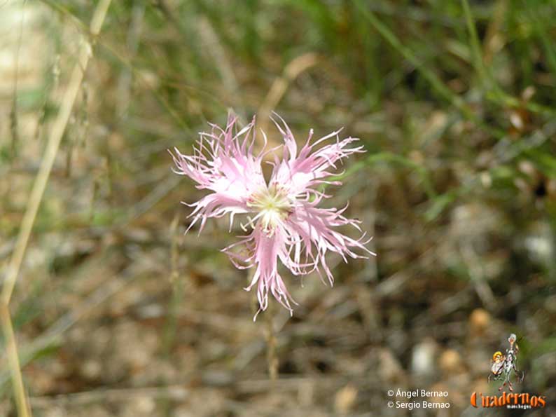 Plantas silvestres de Tomelloso: Especies de distintas tonalidades (III)