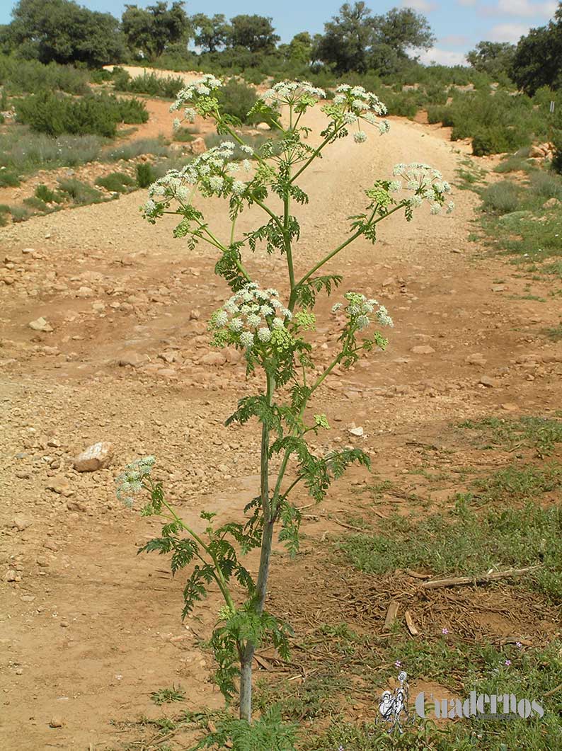 Conium Maculatum