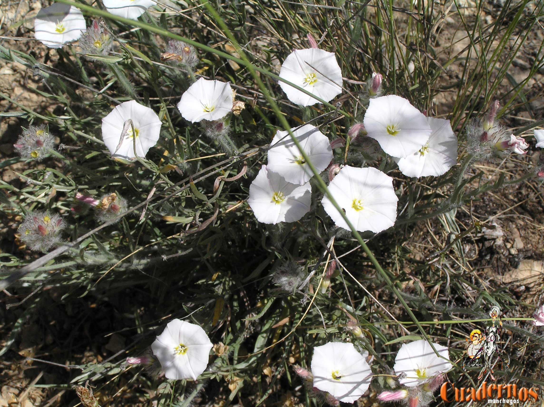 Convolvulus Arvensis