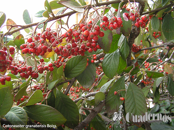 Cotoneaster granatensis-boiss