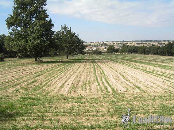 Tomelloso y su agricultura