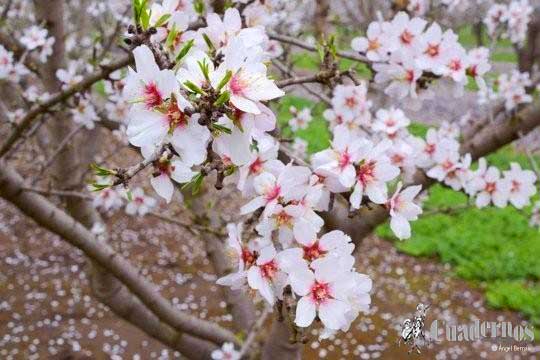 Flores Almendro