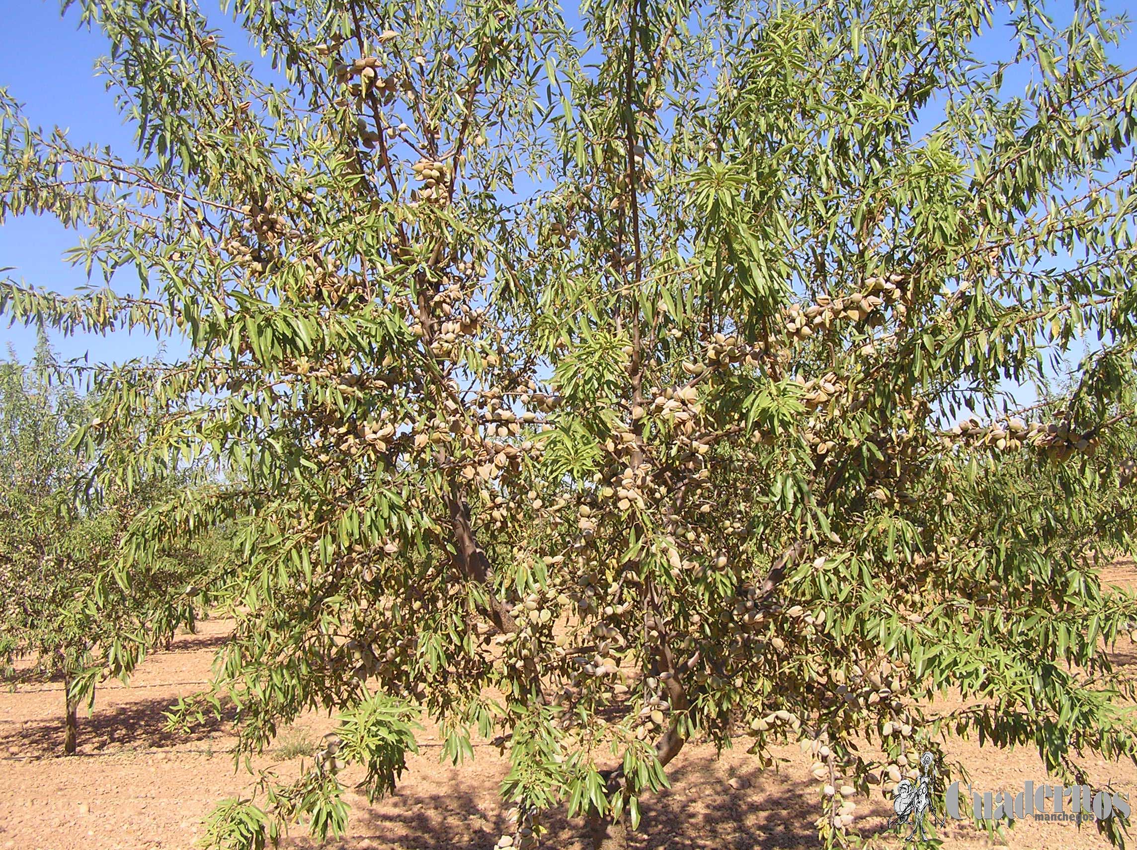 Almendro Tomelloso