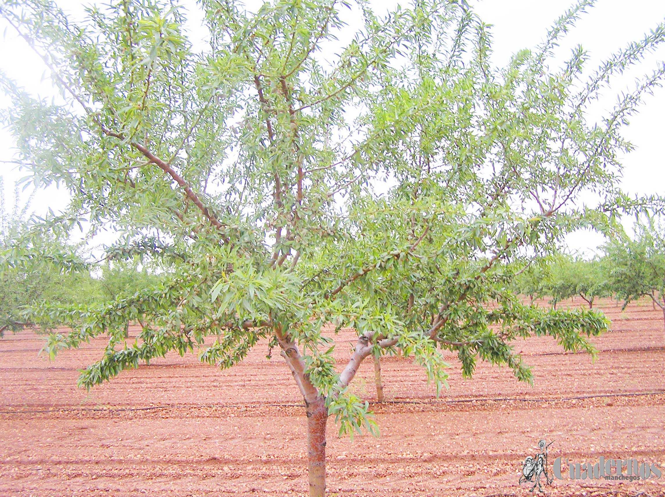 Almendro Tomelloso