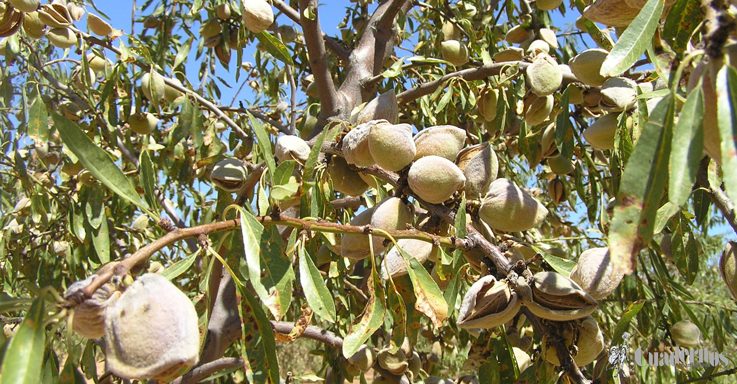 El almendro en la comarca de Tomelloso (II)