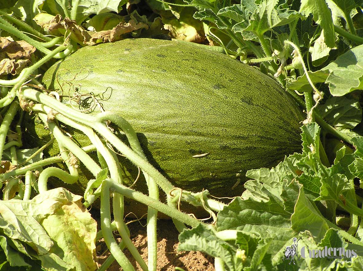 Melón importancia cultivo