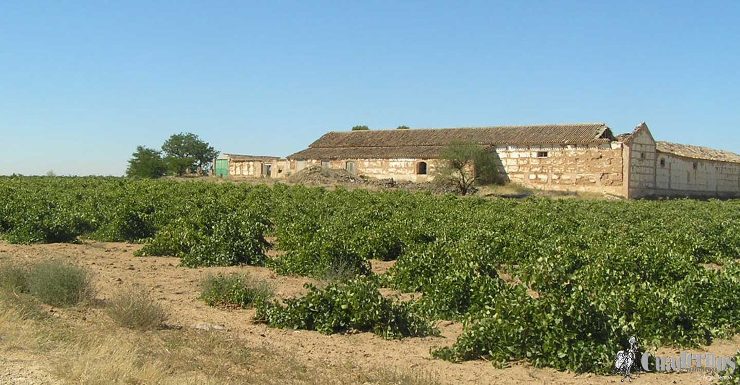 Cultivos agrícolas en Tomelloso: Viñedo