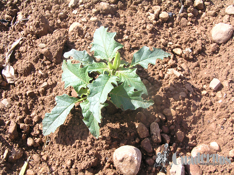 Datura stramonium L