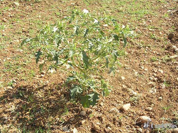 Datura stramonium L.