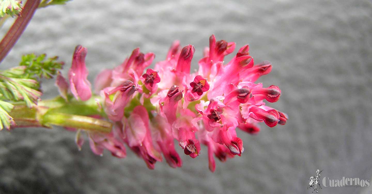 Descubra la riqueza florística de Tomelloso 