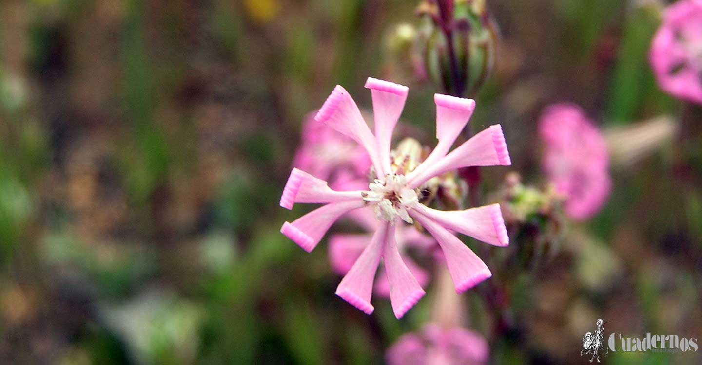 Descubra la riqueza florística de Tomelloso (4)