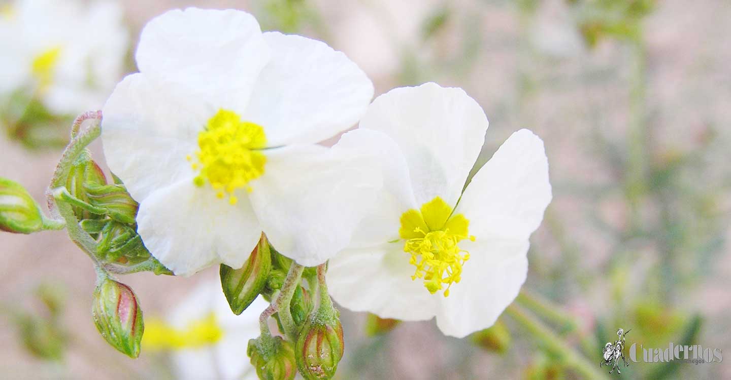 Descubra la riqueza florística de Tomelloso (6)