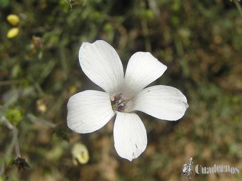 Linum catharticum L.