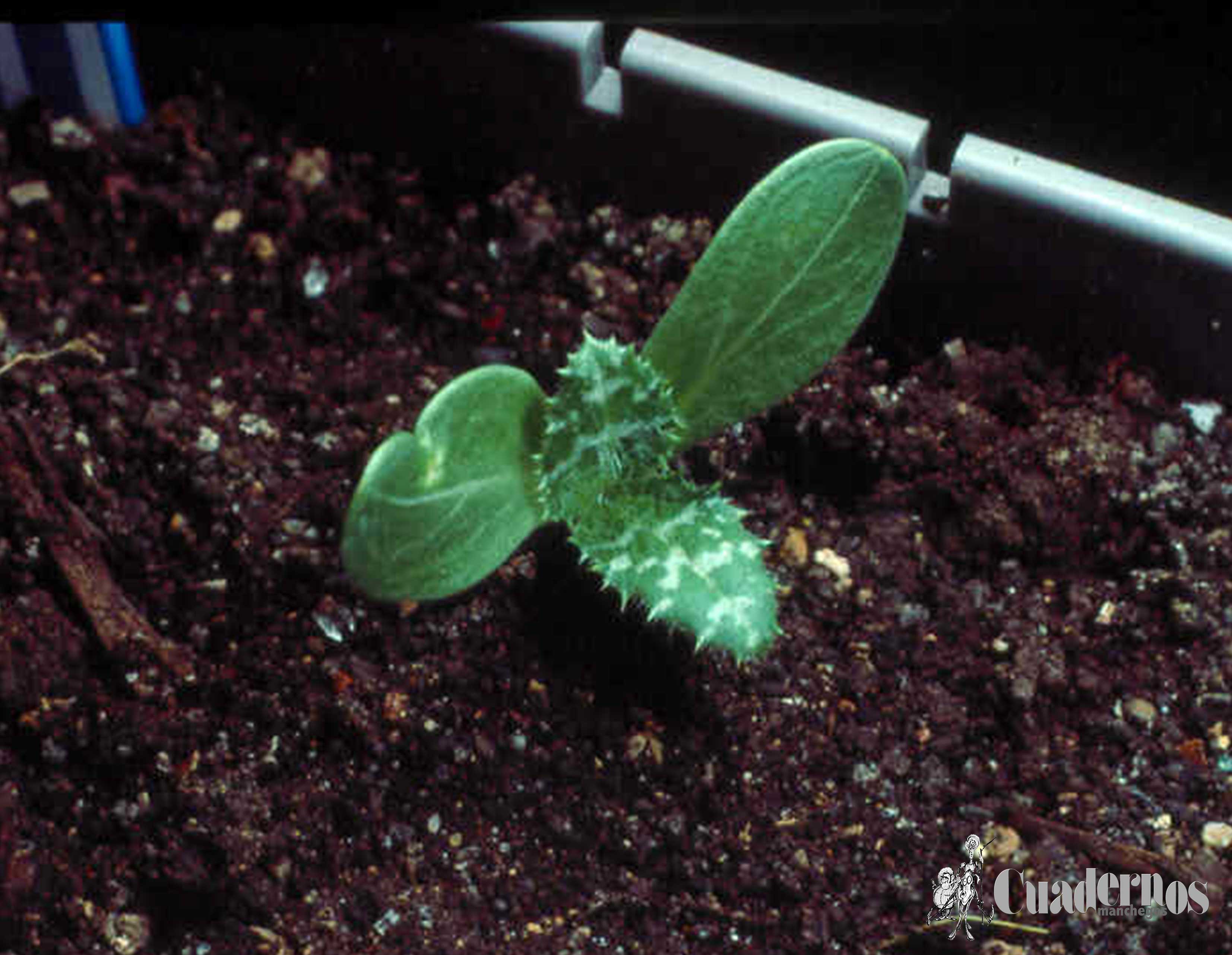 Silybum marianum (L.) Gaertner