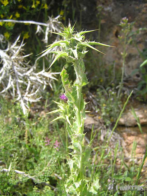 Silybum marianum (L.) Gaertner