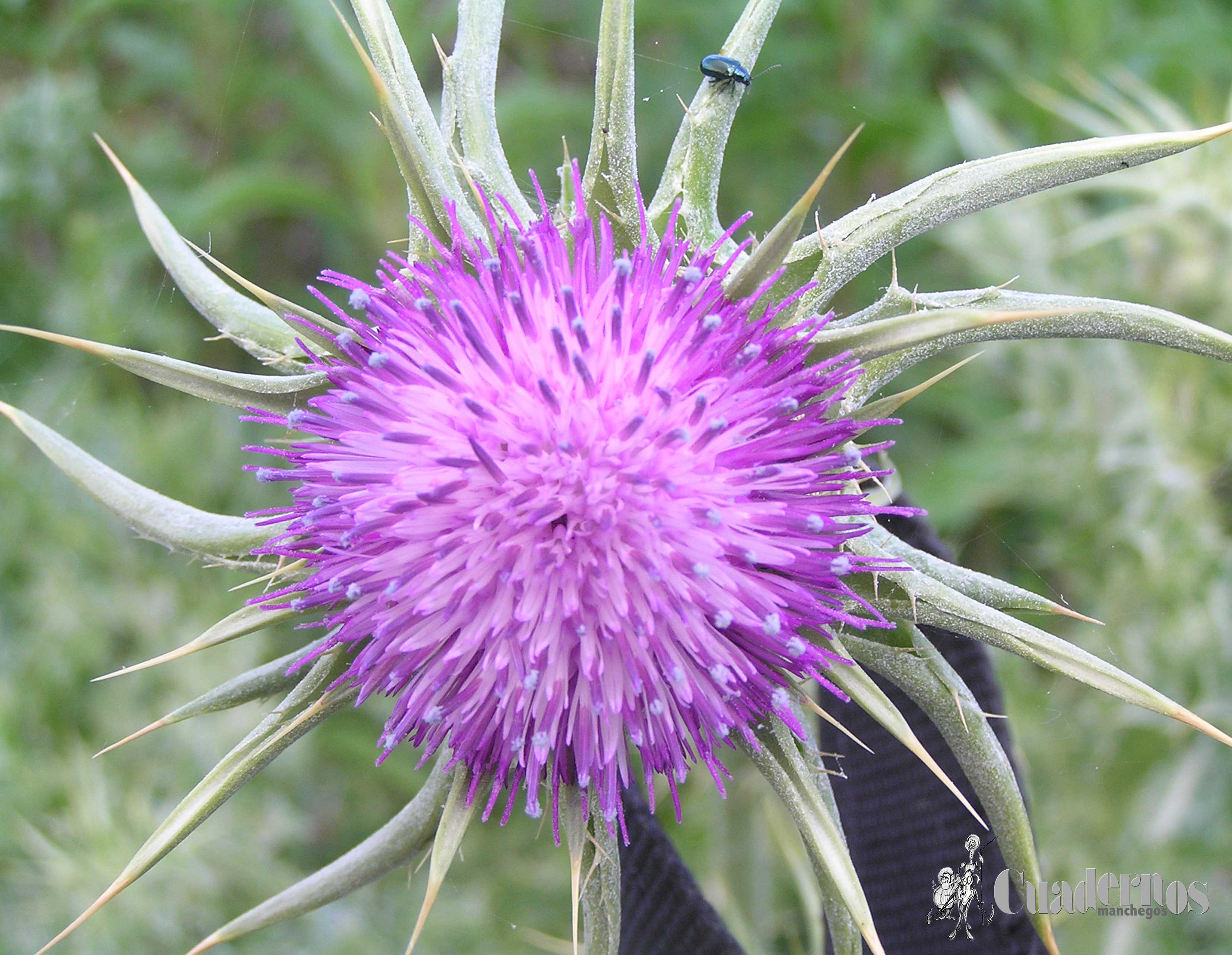 Silybum marianum (L.) Gaertner