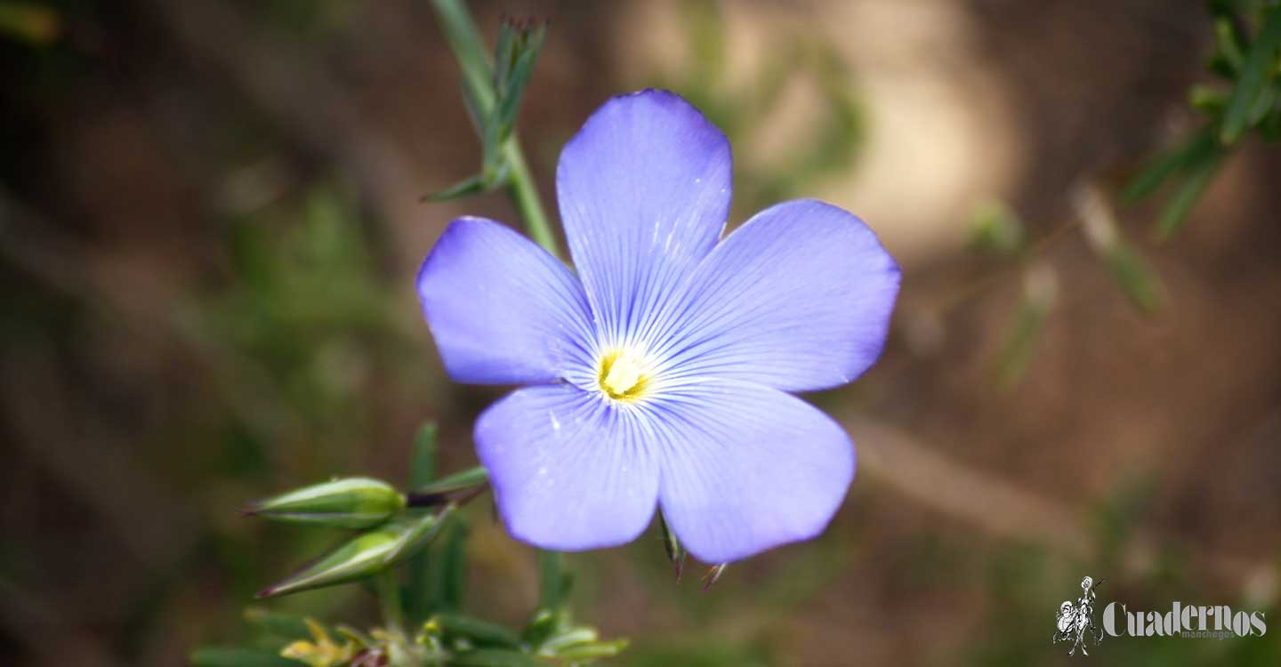 Descubra la riqueza florística de Tomelloso (9) - Segunda entrega