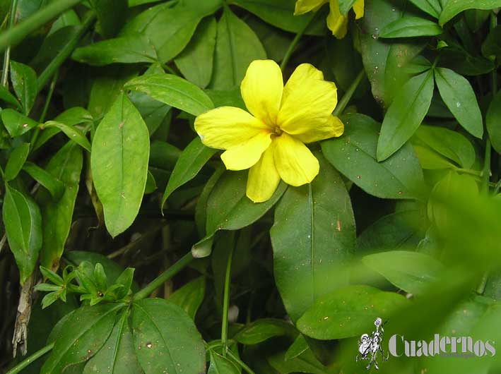 Jasminum Fruticans