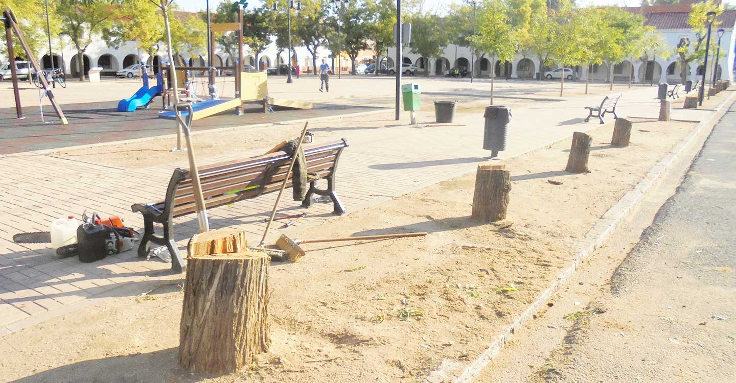 Ecologistas en Acción considera como salvaje la tala de los árboles del emblemático Barrio del Carmen de Tomelloso