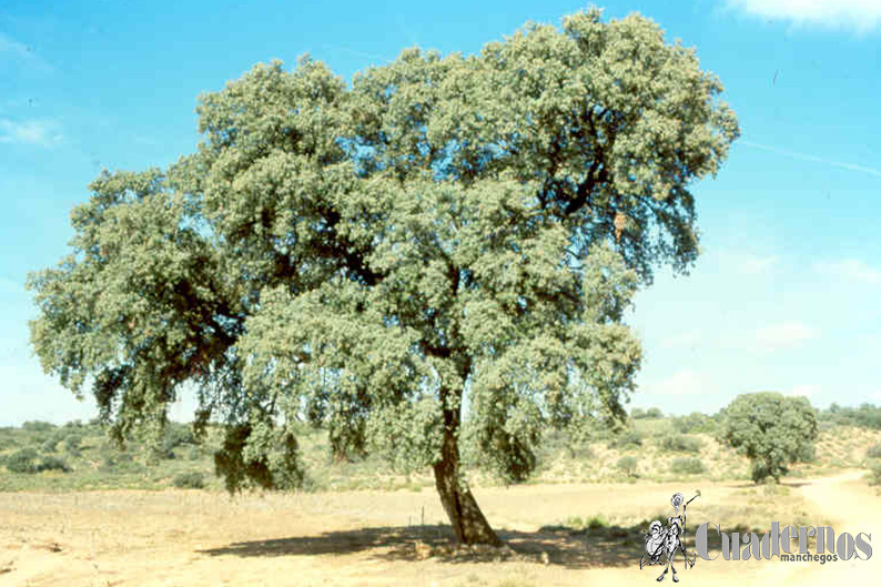 Quercus Rotundifolia
