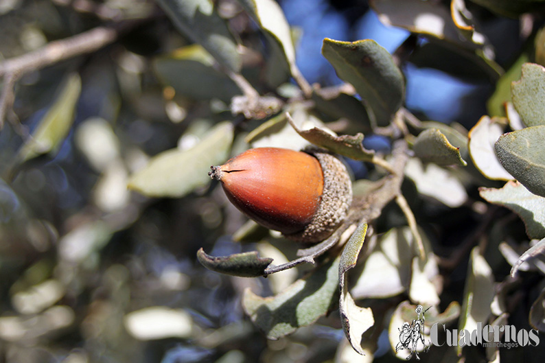 Quercus Rotundifolia