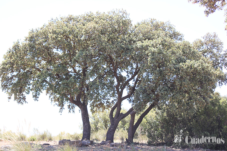 Árboles de Tomelloso : "Quercus rotundifolia Lam" 