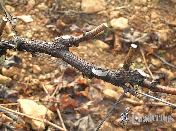 Envecimiento viñas formas apoyadas