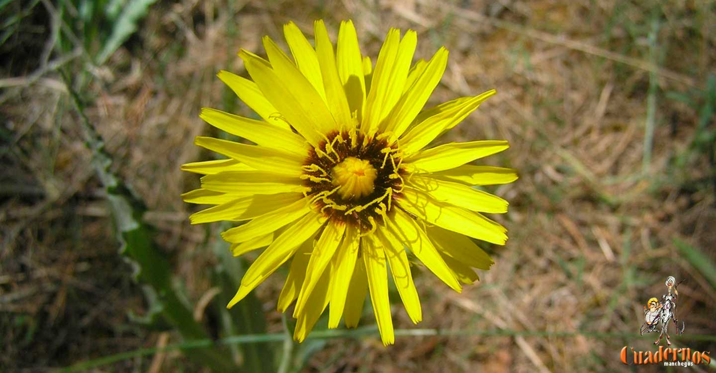 Plantas silvestres de la Comarca de Tomelloso : Especies de flores amarillas