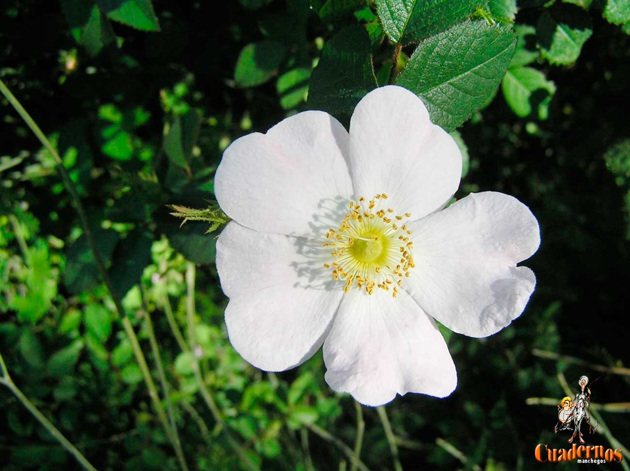 Plantas silvestres de la Comarca de Tomelloso : Especies de flores blancas