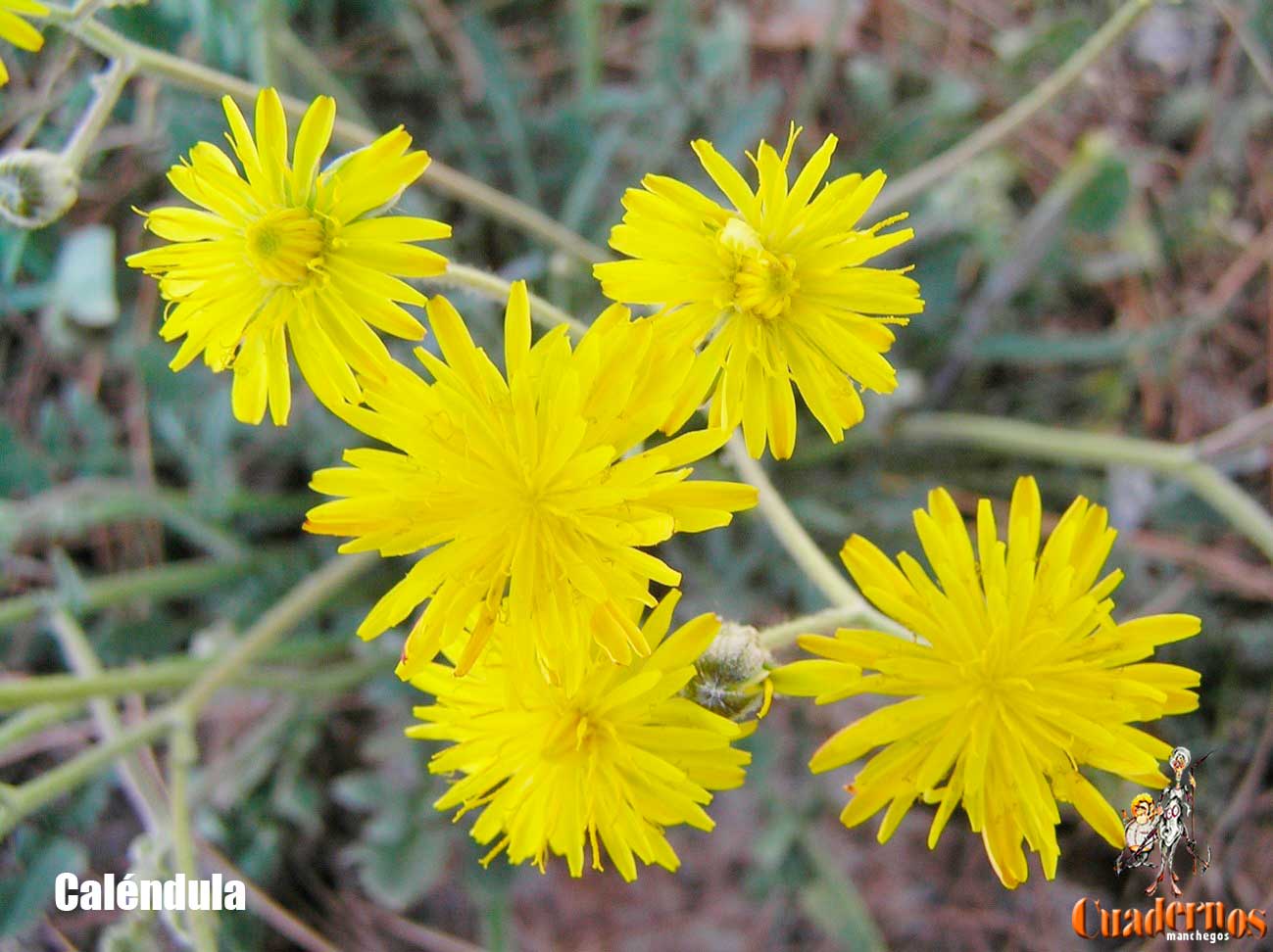 Calendula Arvensis