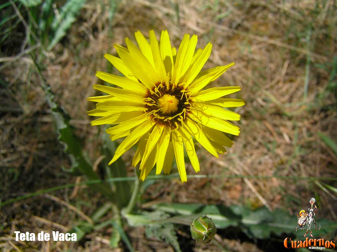 Scorzonera parviflora 