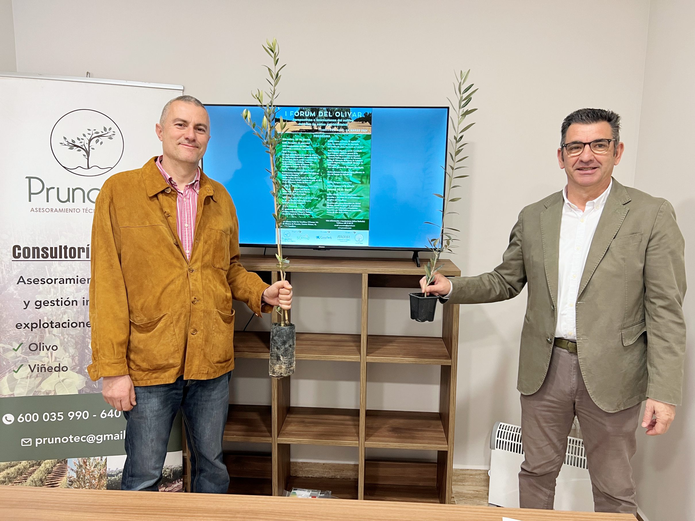 Tomelloso acogerá el I Fórum del Olivar, sobre perspectivas e innovaciones del cultivo 