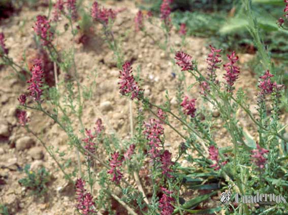 Fumaria Officinalis